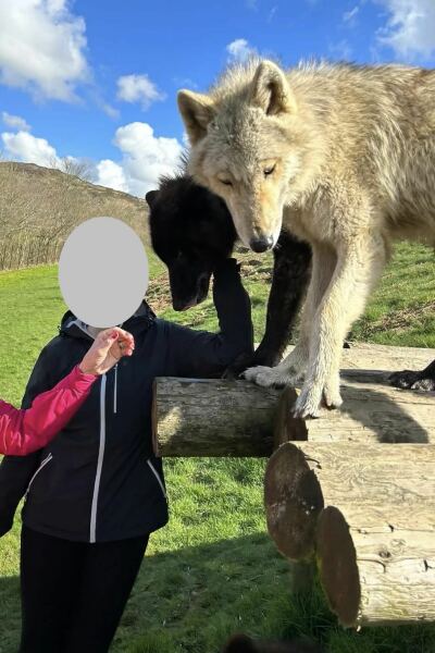 What type of dog are these?
