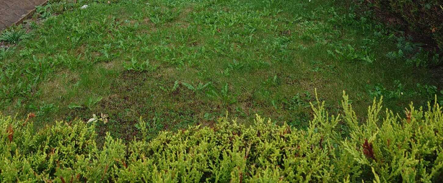 Garden lawn full of weeds!