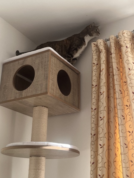 Scottish Tourism - the Excellent Cats debate Gizmo's suitability as a top influencer