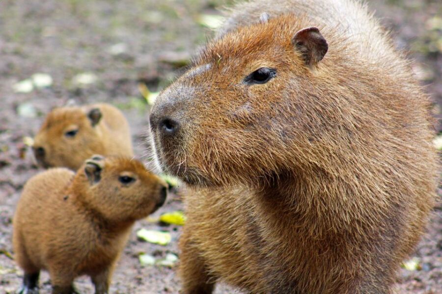 The Bluestocking, where the short days shorten and the oaks are brown