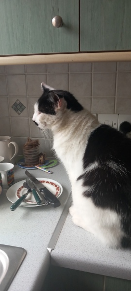Scottish Tourism - the Excellent Cats debate Gizmo's suitability as a top influencer