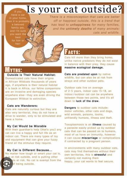 To think cat ownership should be considered more anti-social than it is