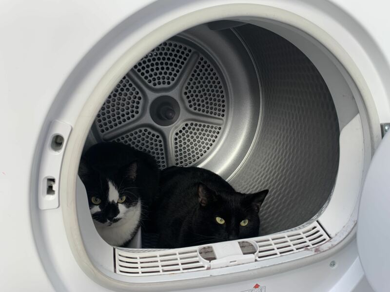 Talk to me about adopting 2 cats instead of one