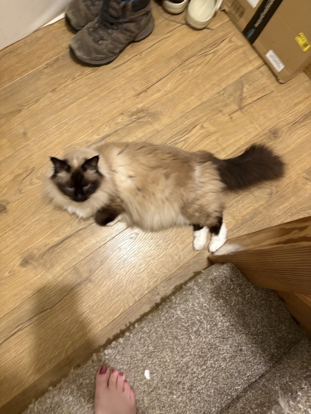My cat meows every minute that she is awake. It’s driving me insane