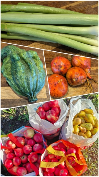 The Vegetable Patch 2024/2025