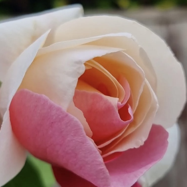 What have you done in the garden today? Part 7