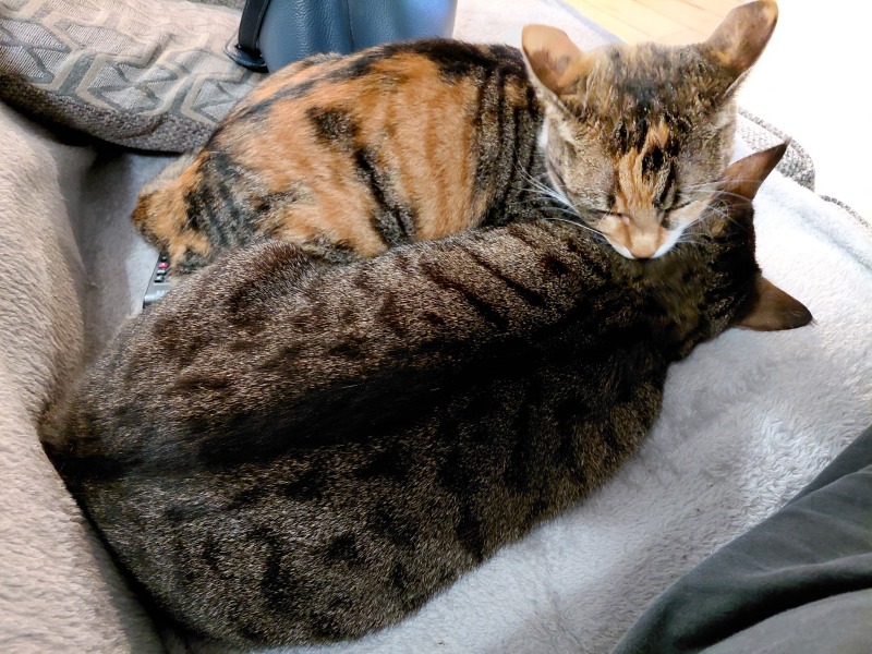 Can I show you my new cat and ask some advice?