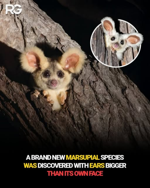 The Bluestocking, where the short days shorten and the oaks are brown