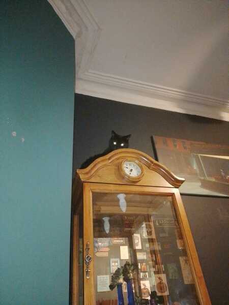 Scottish Tourism - the Excellent Cats debate Gizmo's suitability as a top influencer