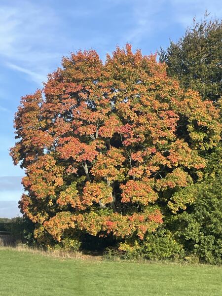 How are the trees near you looking?