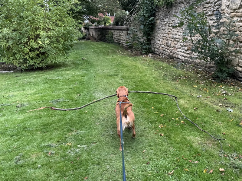 Our Cosmic Autumn Rebellion (Adolescent Support Group)