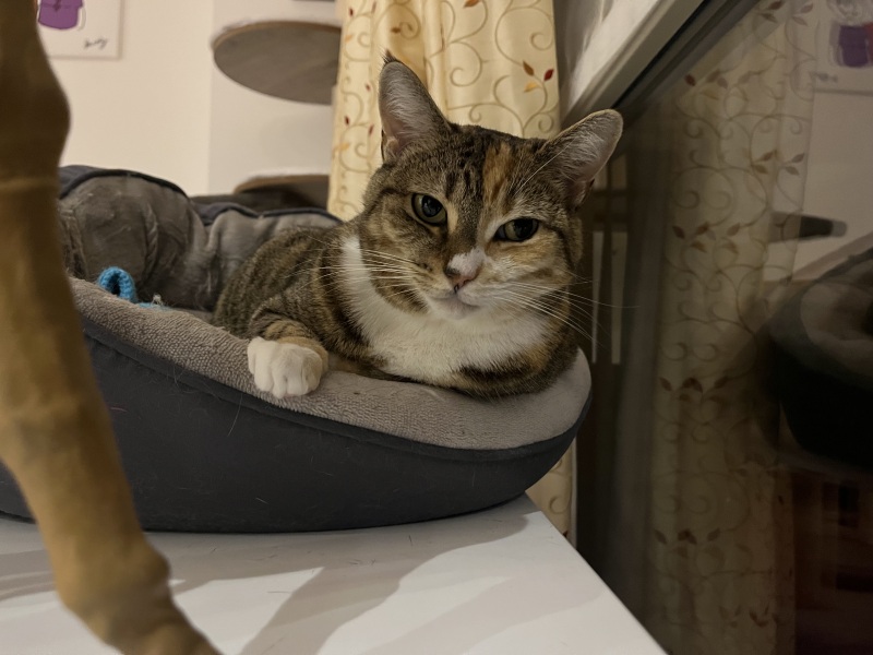 Scottish Tourism - the Excellent Cats debate Gizmo's suitability as a top influencer