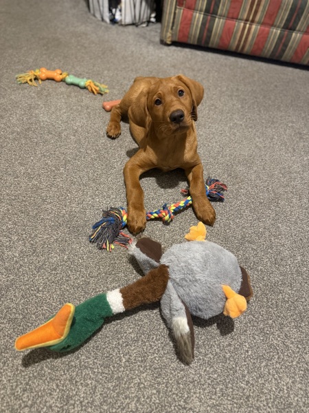 Puppy survival thread! All welcome!