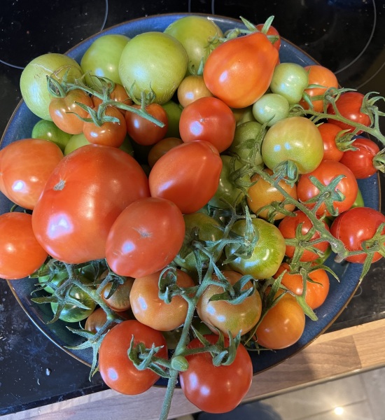 The Vegetable Patch 2024/2025