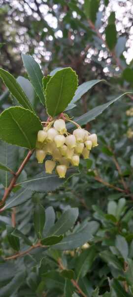 Poncetastic Christmas 2025