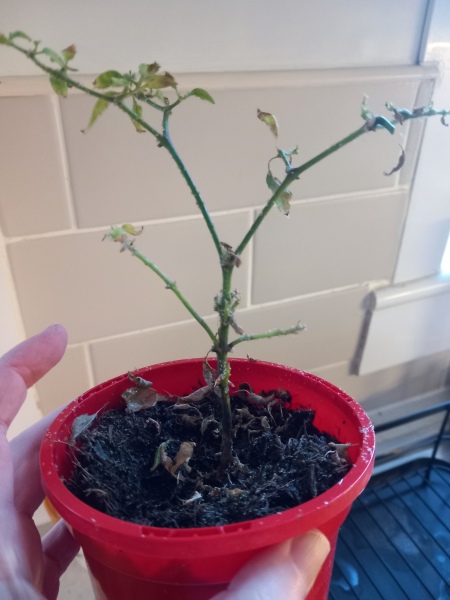 Is this chilli plant definitely dead?