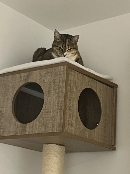 Scottish Tourism - the Excellent Cats debate Gizmo's suitability as a top influencer