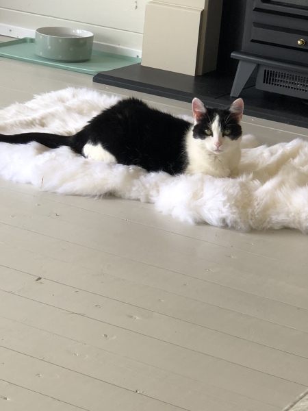 Scottish Tourism - the Excellent Cats debate Gizmo's suitability as a top influencer