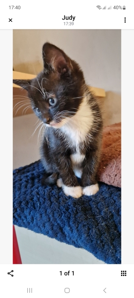 Help for soon to be new kitten owner