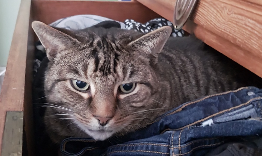 Thread 35 Starmer: Old and smelling of roses