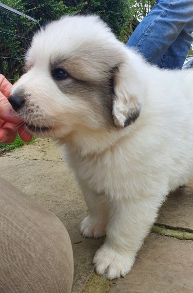 Beyond Adolescence - a thread to chat about grown up dogs, cake and anything else, excluding coffee.
