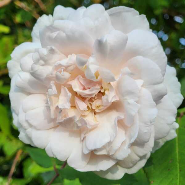 Your favourite climbing or rambling rose