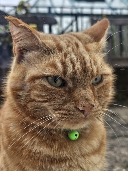 Scottish Tourism - the Excellent Cats debate Gizmo's suitability as a top influencer
