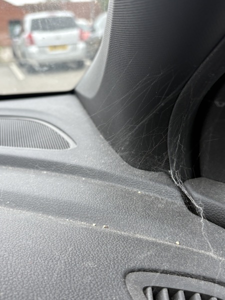 What can I feed my car spider?