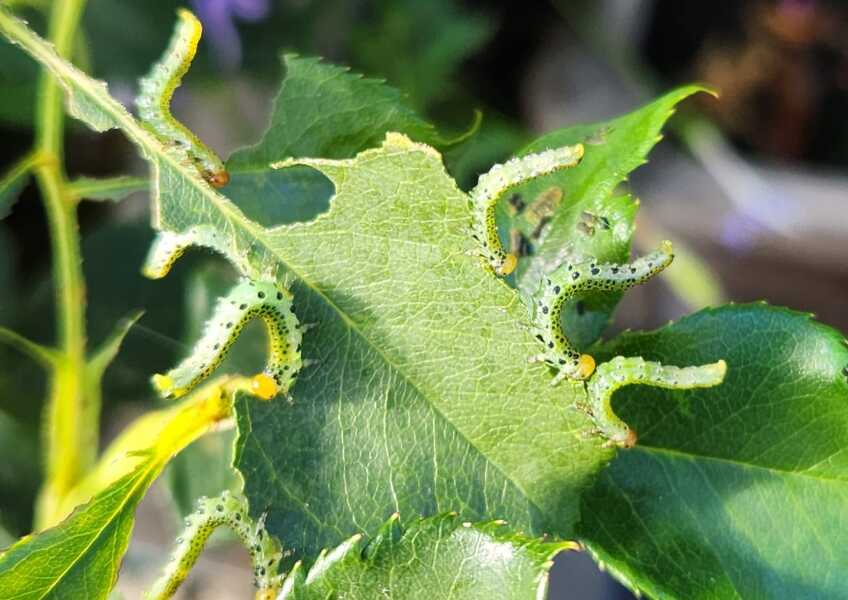 What is eating my poor rose?!