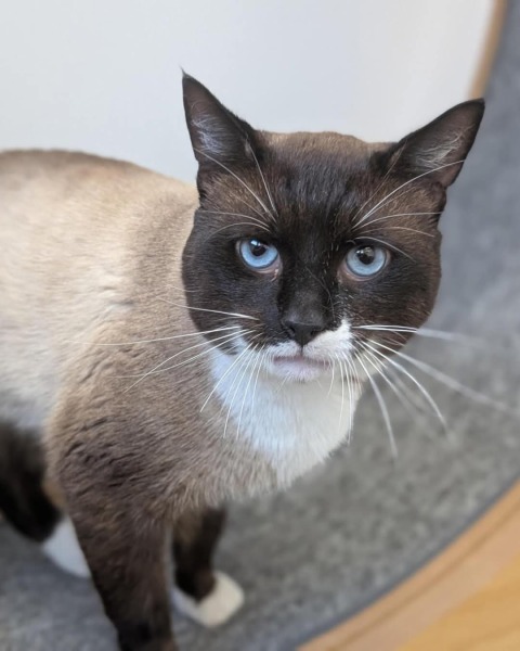 Can I show you my new cat and ask some advice?