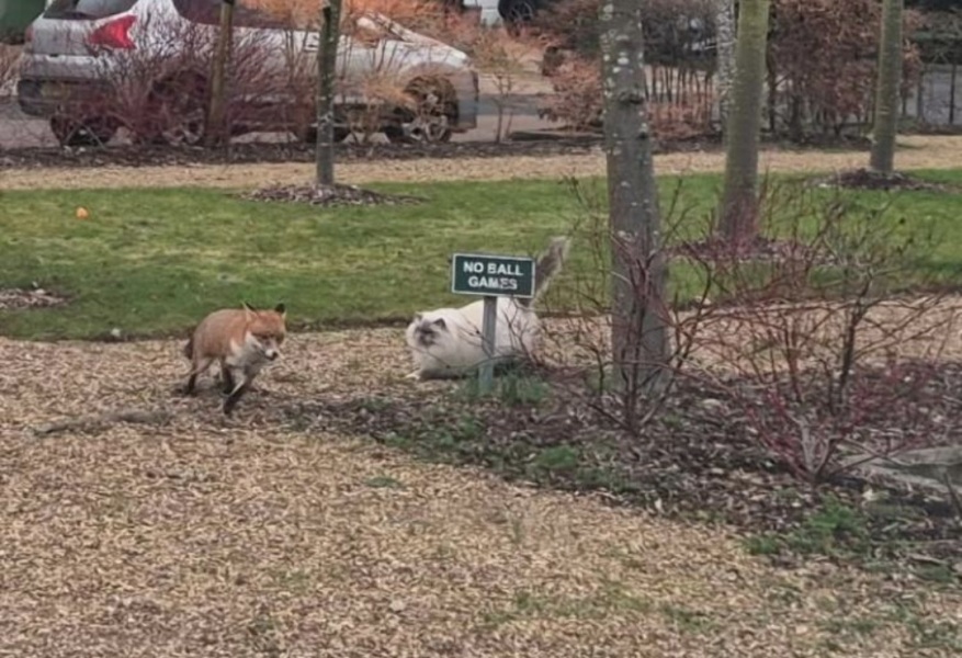 Can foxes hurt cats?
