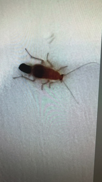 Can anyone identify this bug?