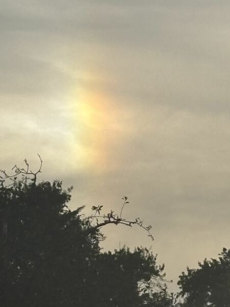 Thread 35 Starmer: Old and smelling of roses