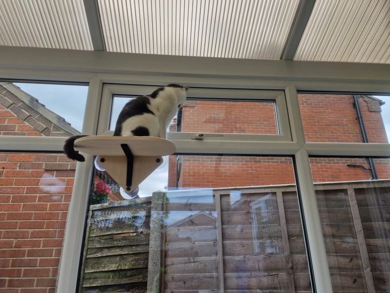 Indoor vs Outdoor cat