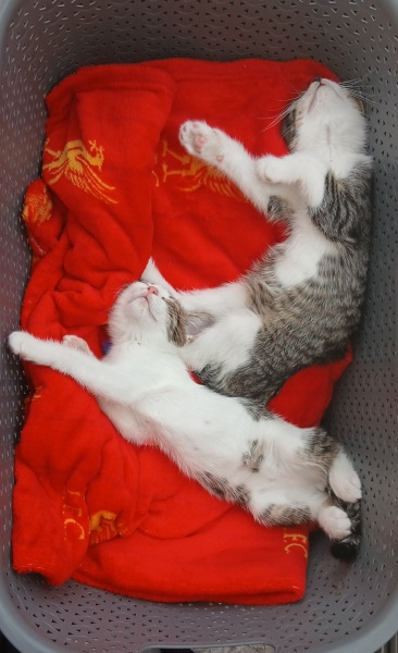 To get 2 kittens?