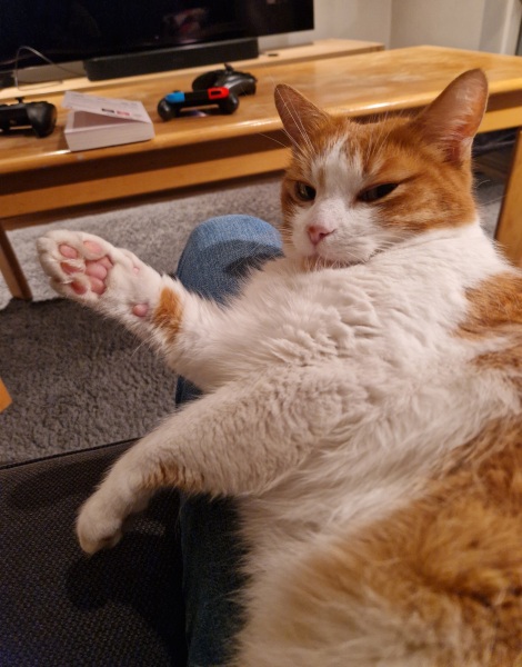 Scottish Tourism - the Excellent Cats debate Gizmo's suitability as a top influencer