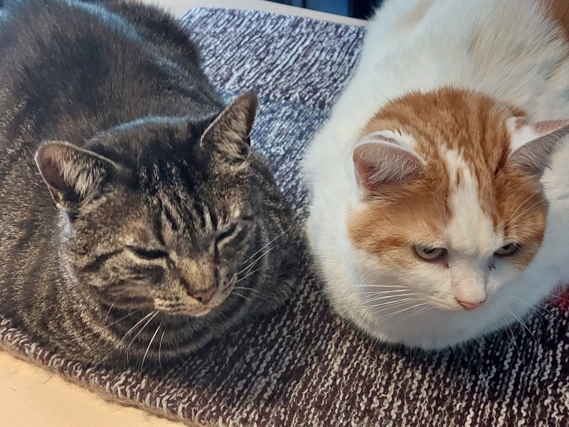 Thread 35 Starmer: Old and smelling of roses