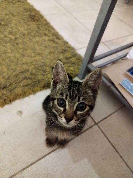 Scottish Tourism - the Excellent Cats debate Gizmo's suitability as a top influencer