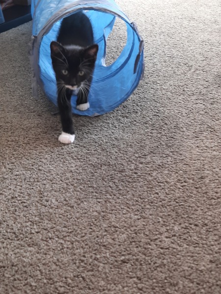 Toys for a kitty who doesn't know how to play....