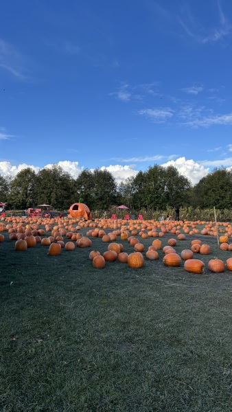 Daily Project round 8