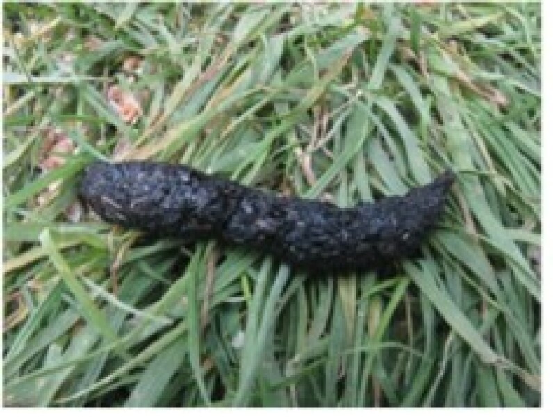 Neighbour has blocked hedgehog holes in the garden?