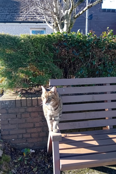 Scottish Tourism - the Excellent Cats debate Gizmo's suitability as a top influencer