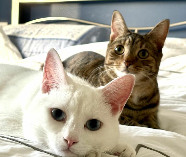 Talk to me about adopting 2 cats instead of one