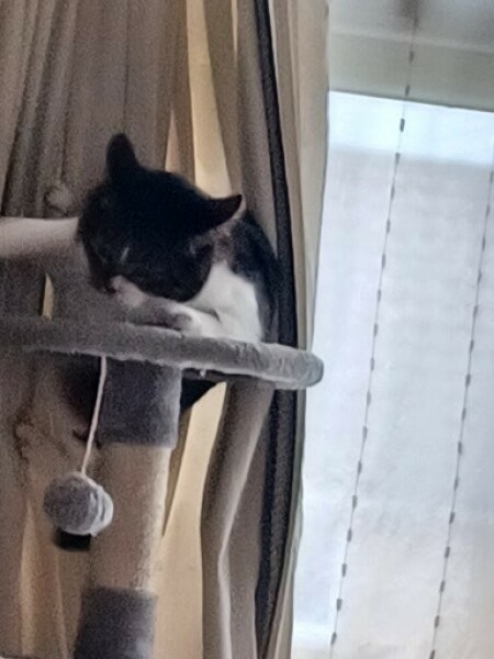 Cat tree - yes or no?