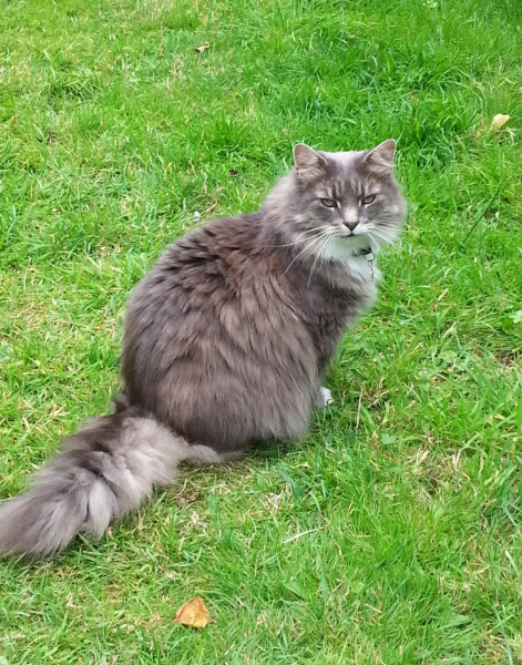 Scottish Tourism - the Excellent Cats debate Gizmo's suitability as a top influencer