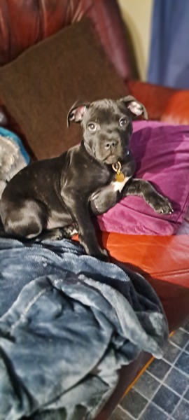 Puppy survival thread! All welcome!