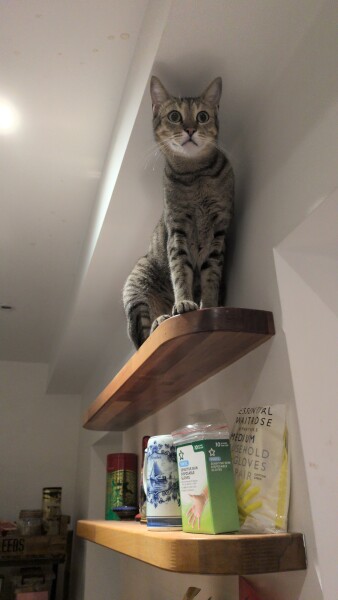 Introducing Marvin the Mau