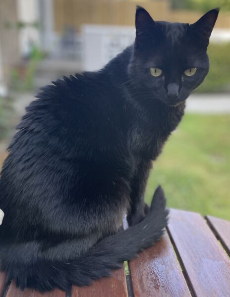 Missing Cat - Any Happy Outcomes?