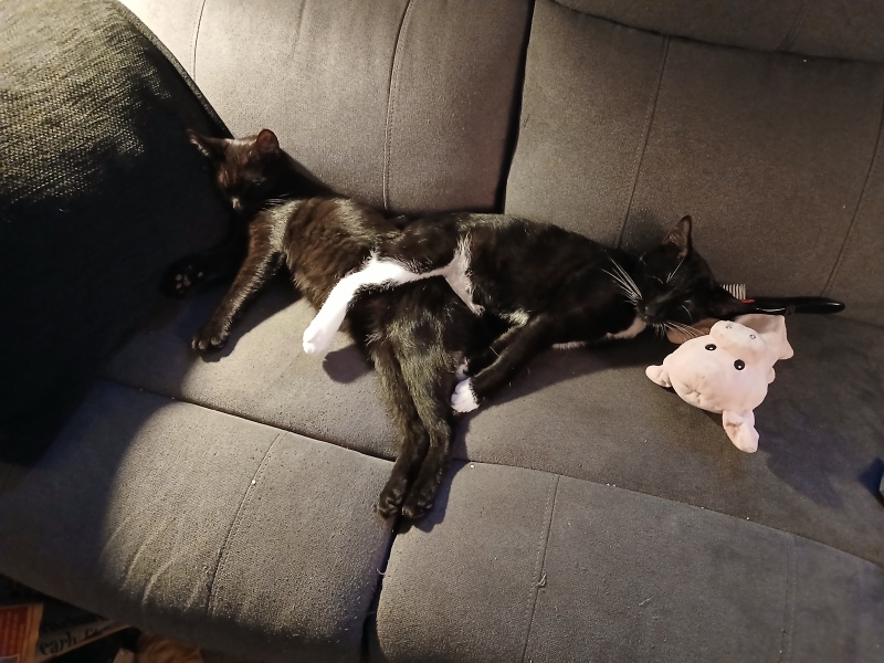 Talk to me about adopting 2 cats instead of one