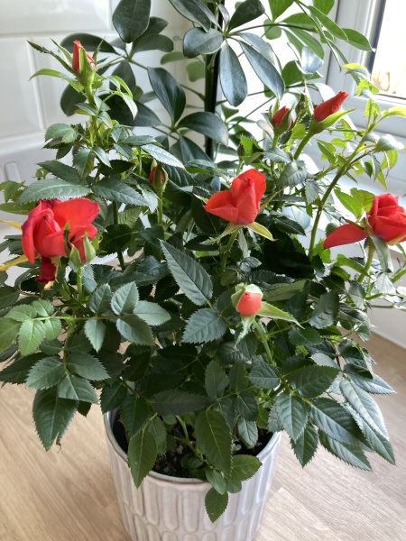 Thread 36 Starmer - Triggered by ads and Da iawn, Caerffili.